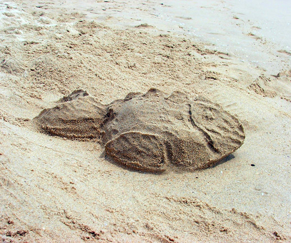 Рыба на песке